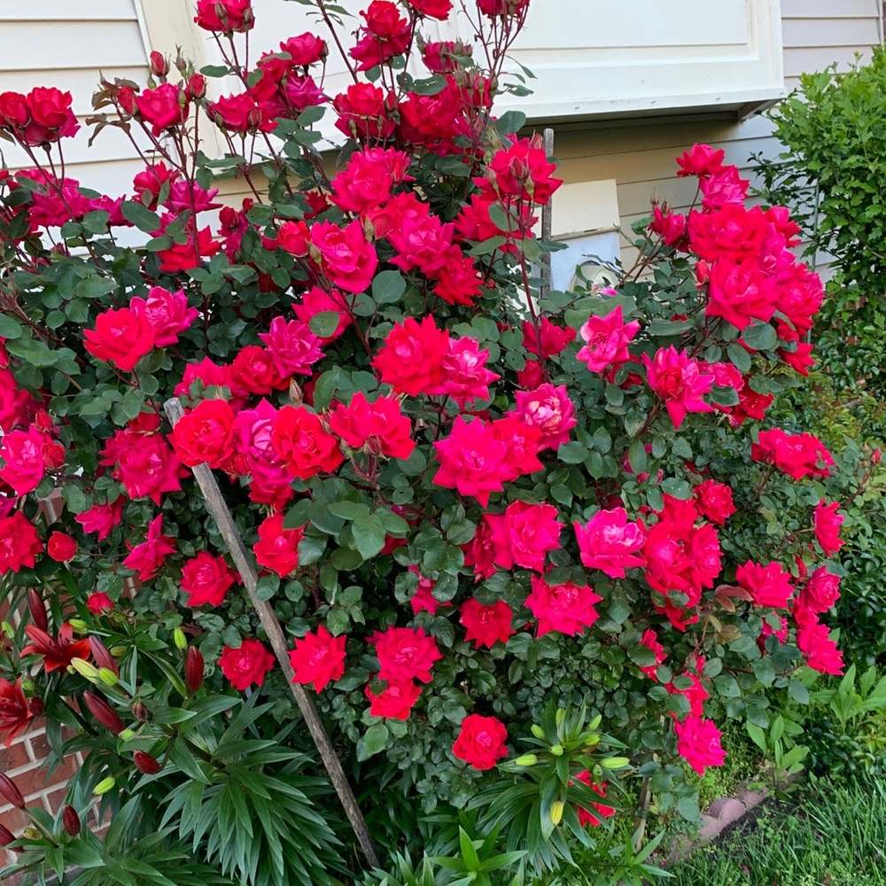 Meet your Posher, Dawn